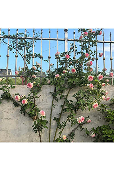 Bloom & Sow Seed بذور وردة 'إيدن روز' ذات البتلات المزدوجة بلون أومبري من الو...