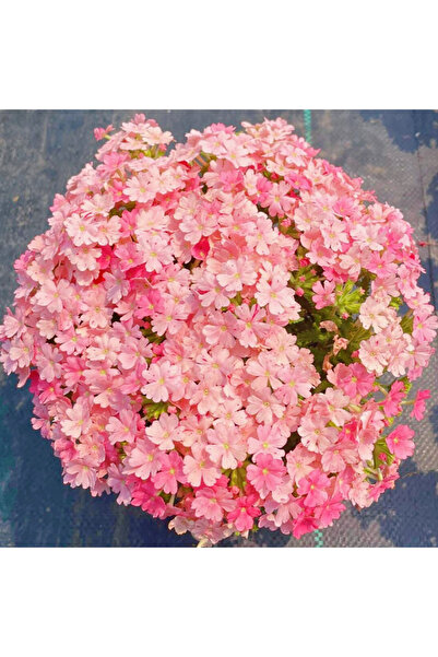 Bloom & Sow Seed Light Pink Verbena Seeds – Dense Clustered Blooms, Trailing ...