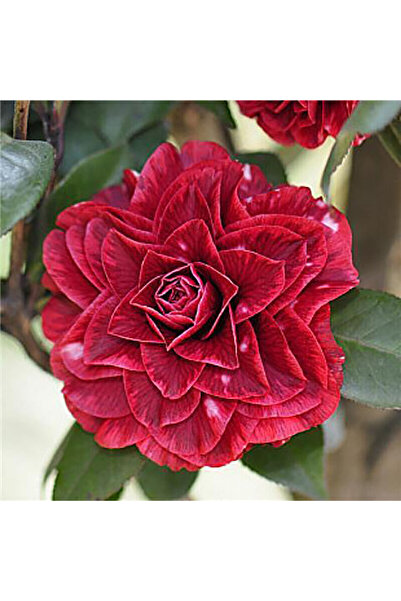 Bloom & Sow Seed Full Bloom Wine Red Patterned Camellia Seeds, Ornamental Pot...