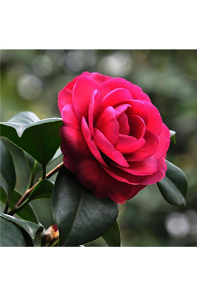 Bloom & Sow Seed Bright Crimson Full-petal Camellia Seeds, Cold-resistant Pot...