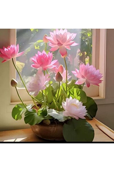 Bloom & Sow Seed Pink & White Dwarf Bowl Lotus Seeds – Mini Potted Aquatic Pl...