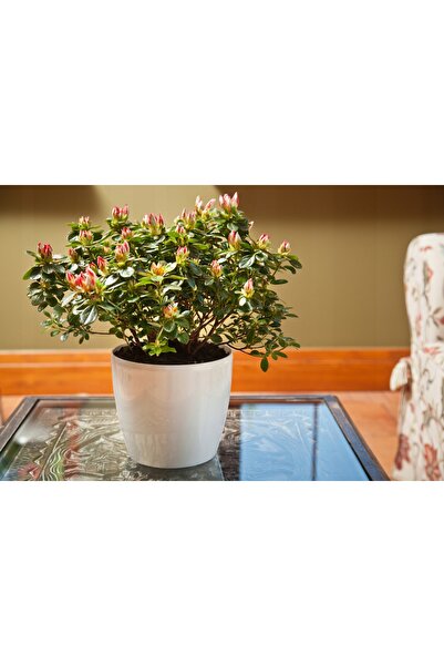 NO BRAND 3x Jardinieră/Cutie pentru flori cu capac, alb lucios, 26.5 x 30cm