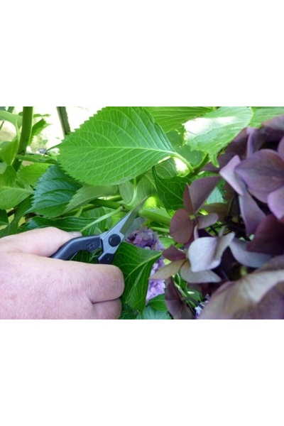 NO BRAND EUROFLORA Okatsune 207 FOARFECE PENTRU BONSAI