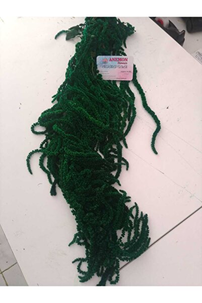 ANEMON Amaranthus Dekorasyon Bitkisi Şoklanmış 100 gram Yeşil