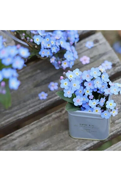 Bloom & Sow Seed Sky‑Blue Forget‑Me‑Not Wildflower Seeds, Perennial Ground Co...