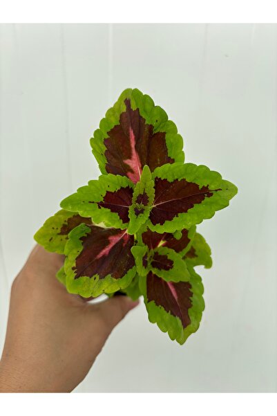 nazlı çiçekçilik Yaprak Güzeli Coleus 5,5’luk Saksıda Fide