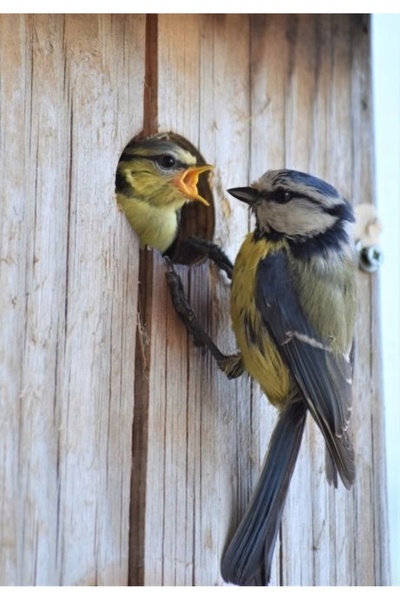 Progarden 22,5 CM 95 HOTEL BIRD HOUSE Hrănitoare decorativă pentru păsări, di...