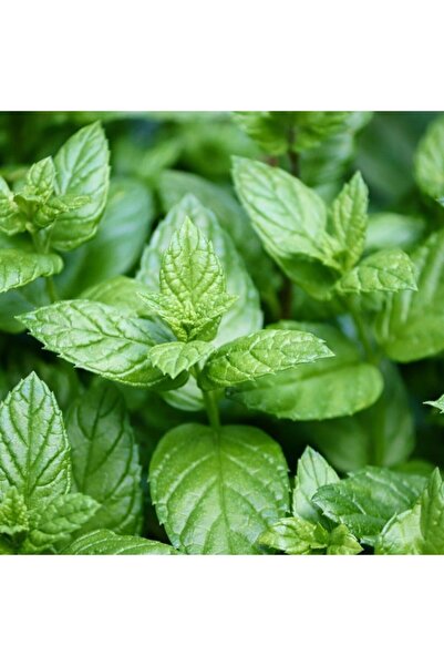 Mutlu Paket Anadolu İri Yapraklı Yeşil Saksılık Nane Fidesi 2 Adet