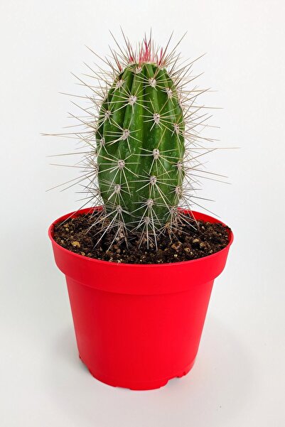 Toptan Kaktüs Pachycereus Pringlei Nadir Kaktüs Özel Tür Nadide Kaktus Tekli ...