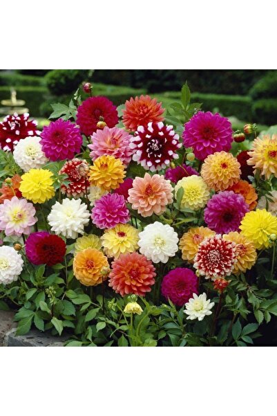 Karışık Renkli Bodur Mignon Dahlia Çiçeği Tohumu 80 Tohum