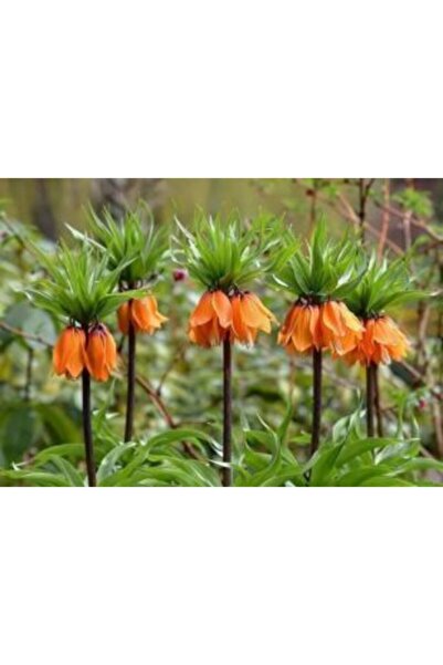 LOBELYA TOHUMCULUK 1 Adet Turuncu Ters Lale Çiçeği Soğanı