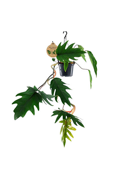 Eufloria Филодендрон маёи
