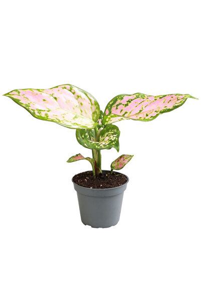 Eufloria Aglaonema 'Red Valentine' Ø6cm
