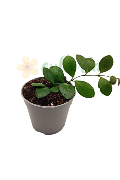 Eufloria Hoya panchoi Ø7cm