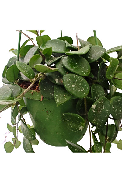 Eufloria Hoya 'Mathilde' Ø14cm