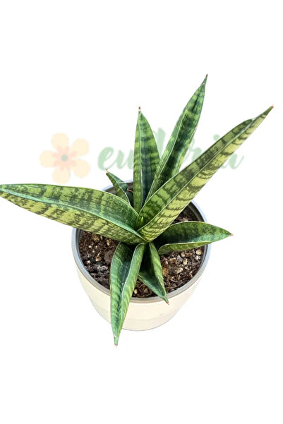 Eufloria Sansevieria 'Marsha Anjani' Ø8cm