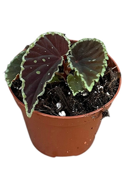 Eufloria Begonia darthvaderiana 'Green Spots' Ø8cm