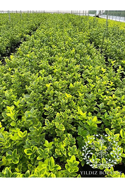 YILDIZ BOTANİK Altuni Gold Taflan Fidanı Çit Bitkisi Euonymus Japonicus Aurea...