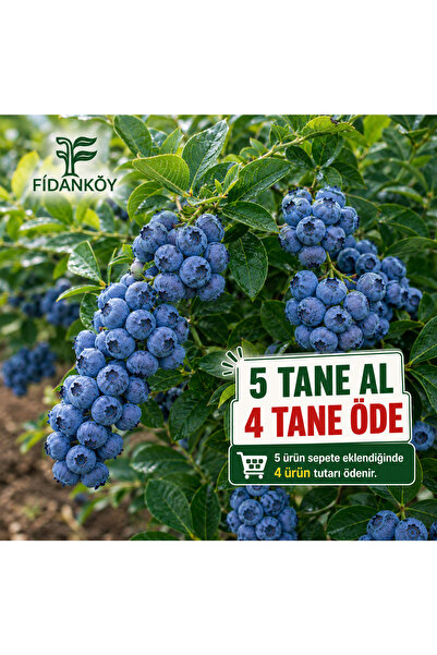 Genel Markalar Köy Yaban Mersini Saksılı Blueberry