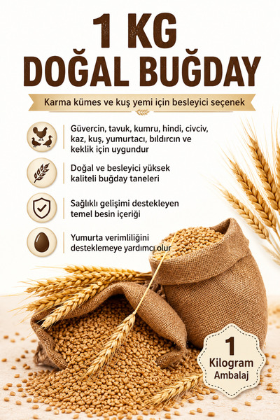 MUTLU TAVUKÇULUK Buğday 1 Kg Yem Güvercin Yemi Tavuk Kumru Hindi Civciv Kaz K...
