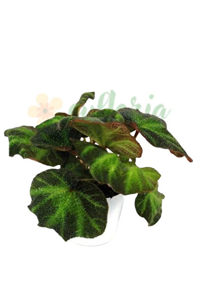 Eufloria Μπιγκόνια 'Ντεκόρα' Ø12εκ.