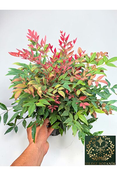 YILDIZ BOTANİK Nandina Seika Renk Değiştiren Cennet Bambusu Nandina Obsession Seika 25-30 CM