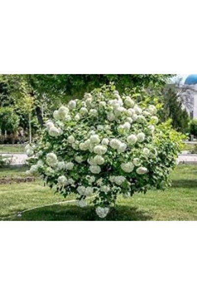 Mimoza Kartopu Çiçeği Fidanı Fidesi 40-60 cm