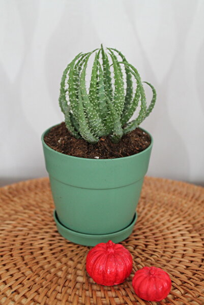 gardenkoala Aloe humilis