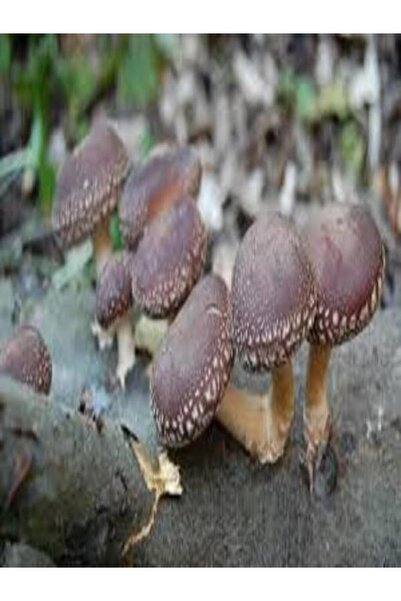Agroma 100 gram Şitake (Schiitake) Mantar Tohumu