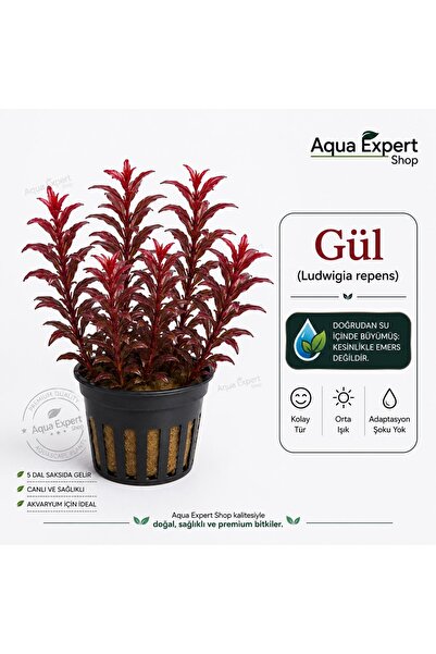Aqua Expert Akvaryum Canlı Bitkisi - Ludwigia Repens (Gül) - Premium Form - 5...