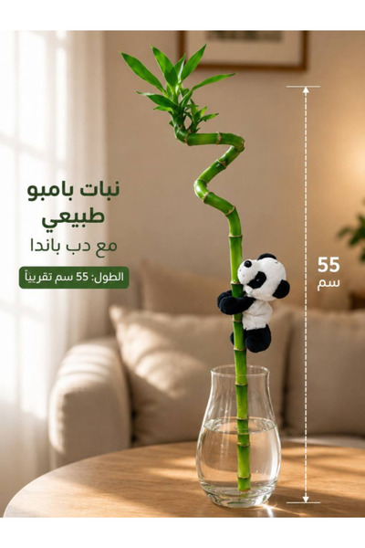 NO BRAND نبات بامبو مع دب باندا لطيف 55 سم