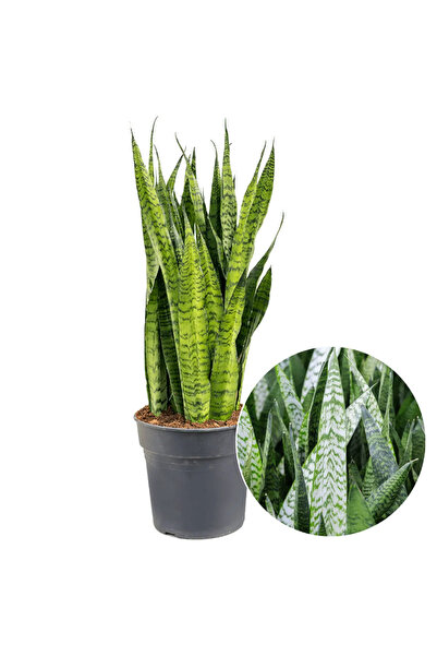 Serafina Plantă Sansevieria Zeylanica, H 50 cm