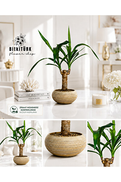 BitkiTÜRK 🌿 Premium Dekoratif Saksıda Yucca (Yuka) Bitkisi | Ziraat Mühendis...