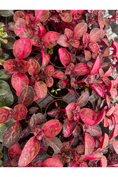 FİDEİSTE Çingene Şalvarı Çiçeği (Iresine Herbstii) 5,5 cm Saksıda – Pembe Bordo Yapraklı Dekoratif Salon Bitkisi