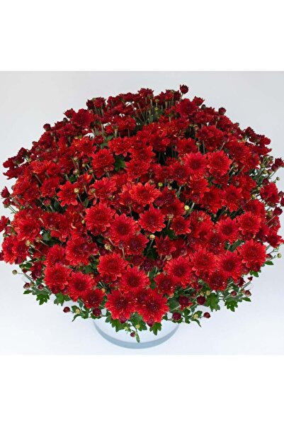 Bilgarden Özel Çeşit Branroyal Scarlet Kasımpatı Çiçeği Fidesi (1 Fide)