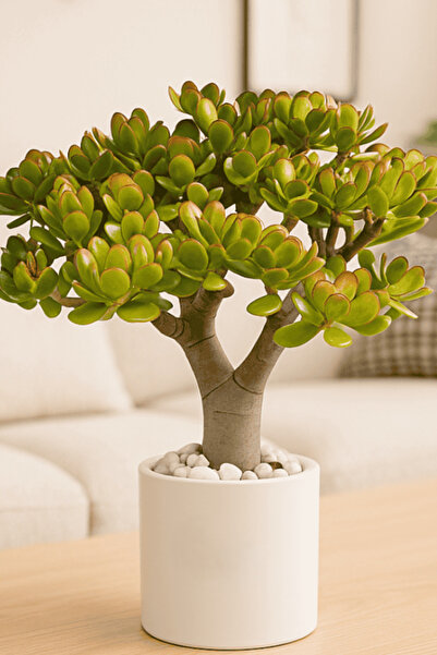 OEM Arborele de jad/Crassula Ovata, planta naturala