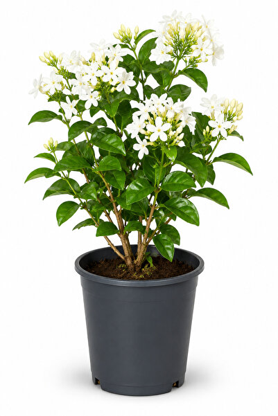 Rosemary Garden Mis Kokulu Arap Yasemini Çiçeği Fidanı 2 Litre Saksıda 25-30 cm