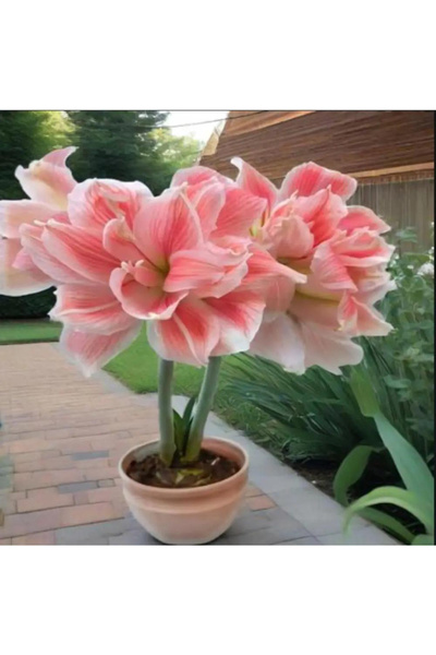 121 Local Warehouse: Large Double-Petal Flowers, Potted Plants, Living Room P...