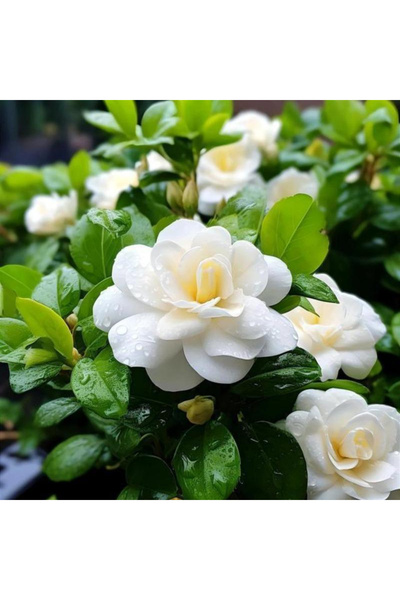 123 100 Seeds Fragrant Gardenia Jasminoides, White Flowers, Hard Perennial Gr...