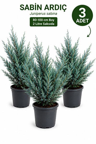Rosemary Garden 3'lü Set Sabin Ardıç (Juniperus Sabina) 80-100 cm 2 L Saksıda...