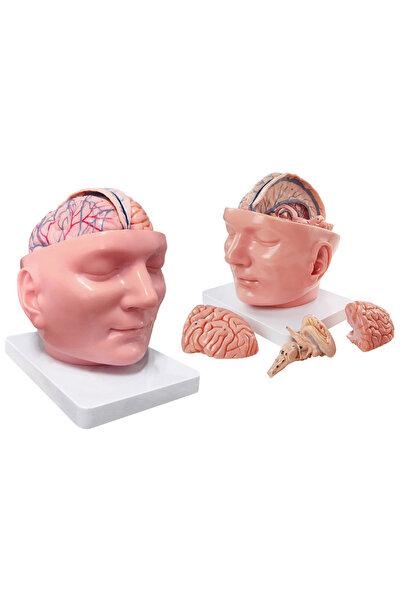 EgeAnatomi Maketleri Dura Mater ve Beyin İçeren Bölgesel Anatomik Baş Modeli ...