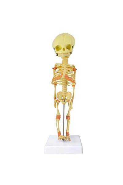 EgeAnatomi Maketleri Fetüs İskeleti Modeli, 30 cm - Yenidoğan Bebek İskeleti ...