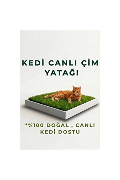 Yüksek Kaliteli Canlı Kedi Çimi Yatağı, Ahşap Kutu ile Güvenle Kullanım
