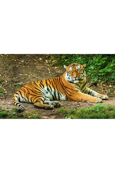 Persona Tablou canvas 100 x 70 cm, Animale model 106