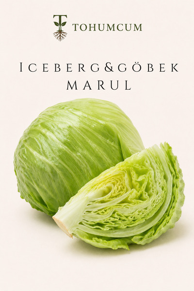 TOHUMCUM Doğal Iceberg & Göbek Marul Tohumu (50 ad) | Ata Tohum