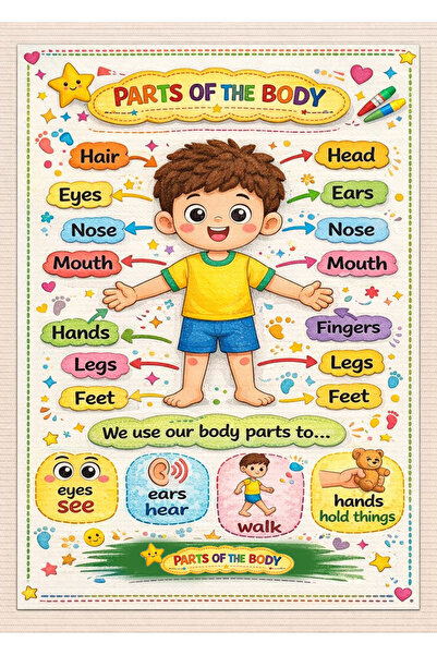 TELLGRAF English Body Parts Board (Measures 25X35 Cm.)