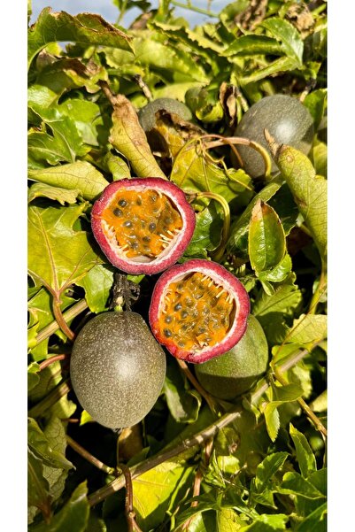 ANAMUR DALINDAN Passiflora (500gr)