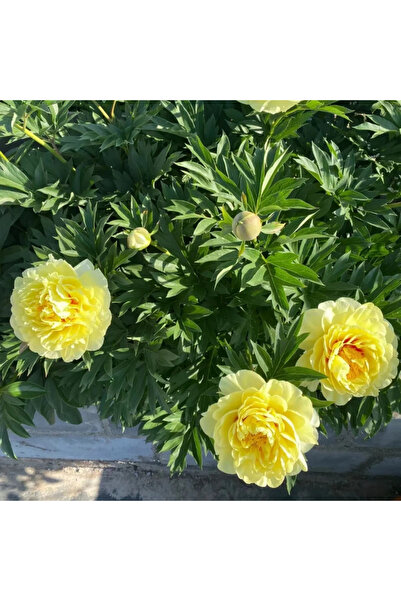 Bloom & Sow Seed 100 بذور فاوانيا ذهبية مزدوجة البتلات - فاوانيا صفراء عشبية ...