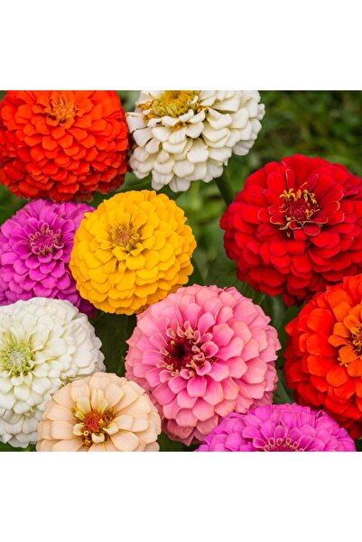 Bloom & Sow Seed بذور الزينيا متعددة الألوان (100 حبة) - مناسبة لأصص الشرفات،...