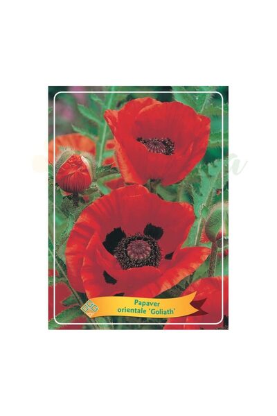 Eufloria Macul oriental (Papaver orientale) 'Goliath' Ø11cm